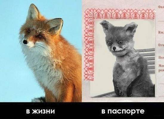 Приколы картинки ржачные