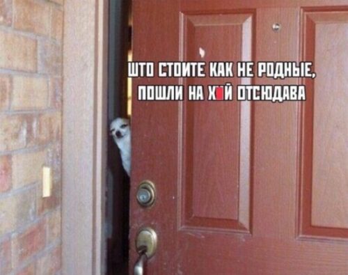 картинки прикольные смешные с надписями хорошего настроения (3)