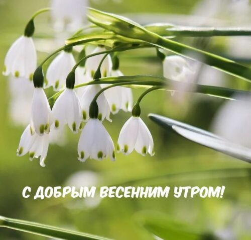 Доброе утро весна 8