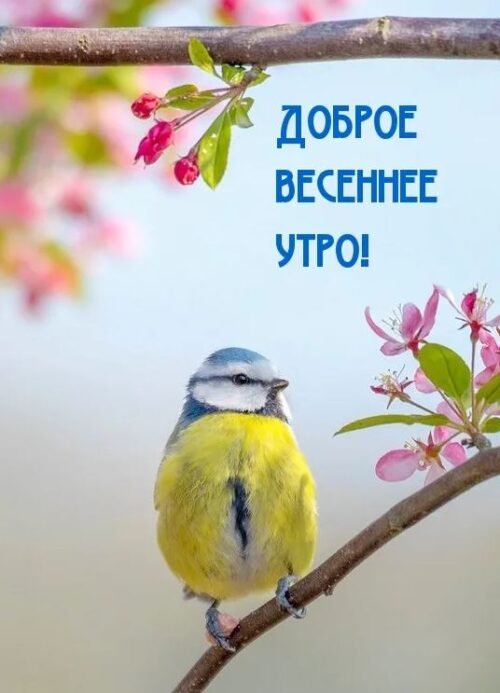 доброе весеннее утро 22